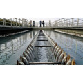 China Supplier Aquaculture Use Photosynthetic bacteria